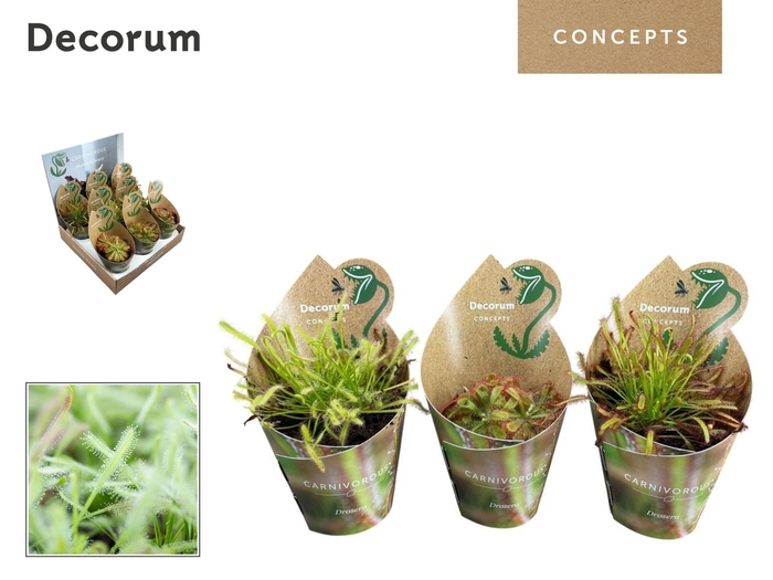 <h4>VLEESETENDE PLANTEN</h4>