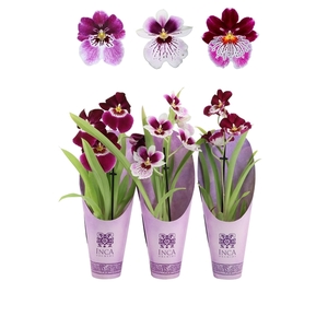 Inca Miltoniopsis Magenta 9cm 1 spike Purple Pleasure luxury cover