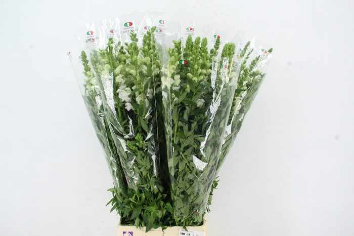 <h4>ANTIR POTOMAC WHITE</h4>