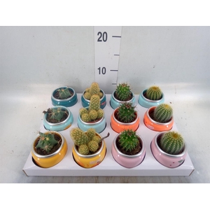 Cactus   ...mix