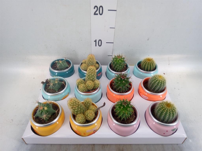 <h4>Cactus   ...mix</h4>