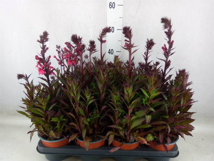 <h4>Gaura lindheimeri 'Belleza Dk Pink'</h4>