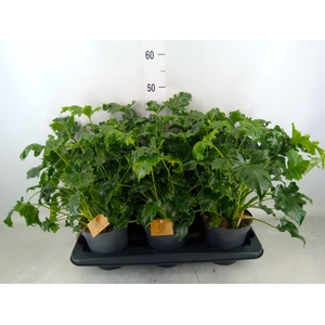 Philodendron   ...