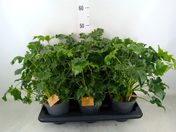 <h4>Philodendron   ...</h4>