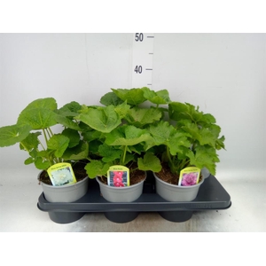 Alcea   ...
