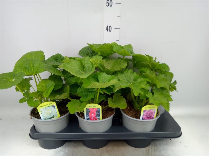 <h4>Alcea   ...</h4>