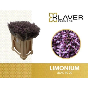 LIM SAF LILAC