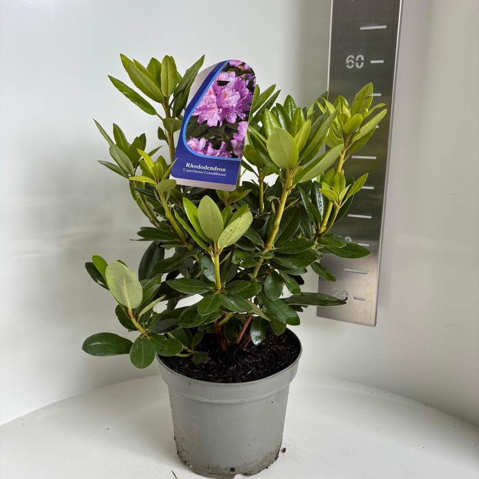 <h4>Rhododendron 'Catawbiense Grandiflorum'</h4>