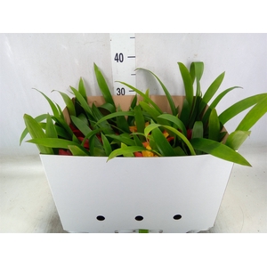 Guzmania   ...mix