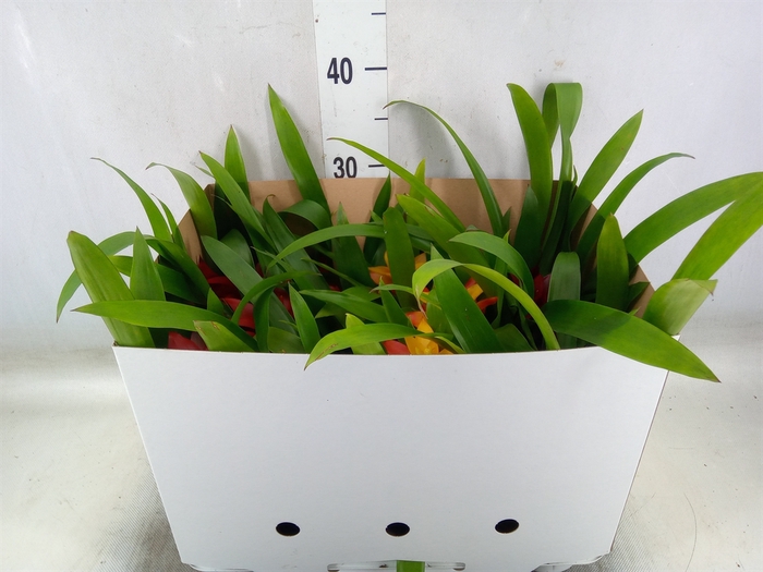 <h4>Guzmania   ...mix</h4>