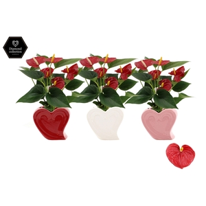 Anthurium Diamond Red in Nice ceramics