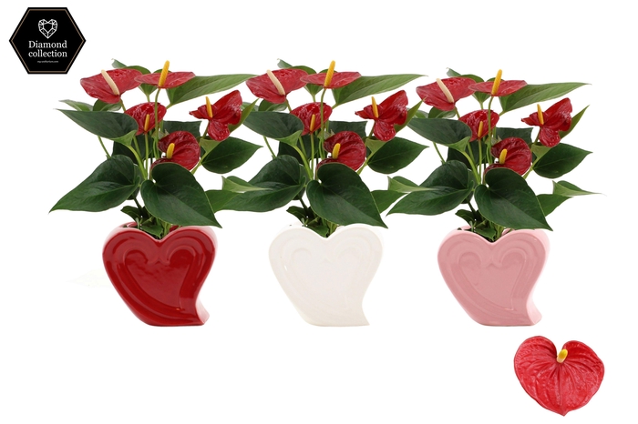 <h4>Anthurium Diamond Red in Nice ceramics</h4>