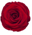 <h4>Rose Red Passionate pres.</h4>