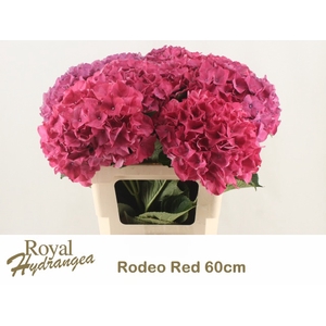 HYDR M CH RODEO RD