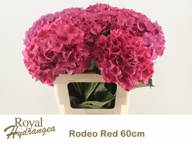 <h4>HYDR M CH RODEO RD</h4>