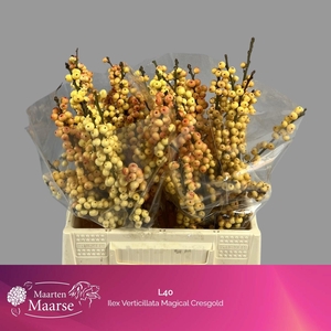 ILEX VE MAG CRESGOLD