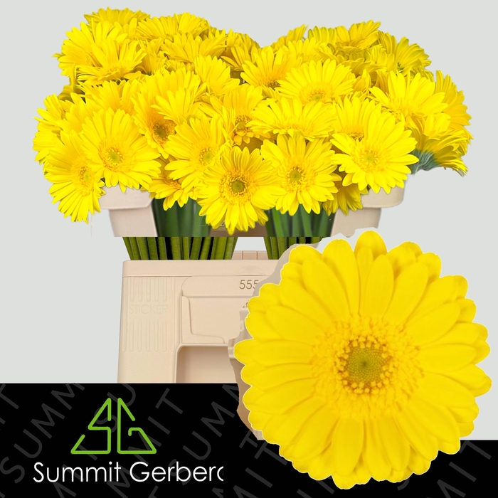 <h4>GE MI EMOJI</h4>