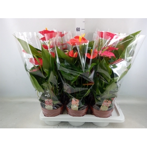 Anthurium   ...mix 4