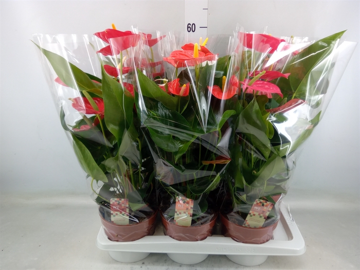 <h4>Anthurium   ...mix 4</h4>