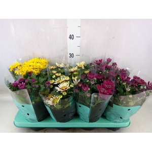 Chrysanthemum  'Artistic'   ...mix