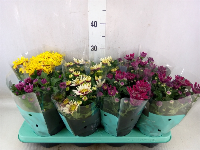 <h4>Chrysanthemum  'Artistic'   ...mix</h4>