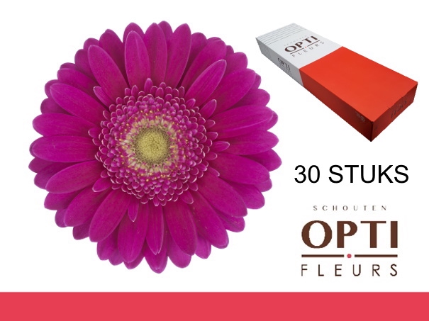 <h4>GE MI AIRPLAY-Doosx30</h4>