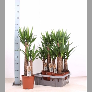 YUCCA