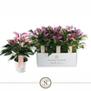 Anthurium Zizou paars