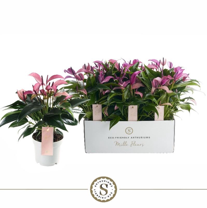 <h4>Anthurium Zizou paars</h4>