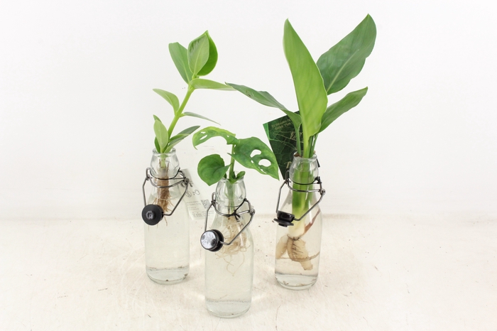 <h4>arr3 VD - Ann Glas (Zwarte dop)</h4>