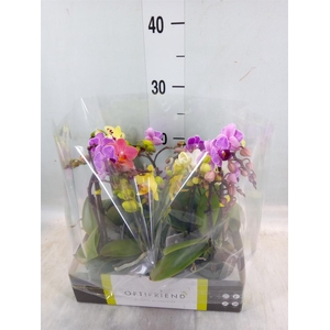 Phalaenopsis multi.   ...mix  5