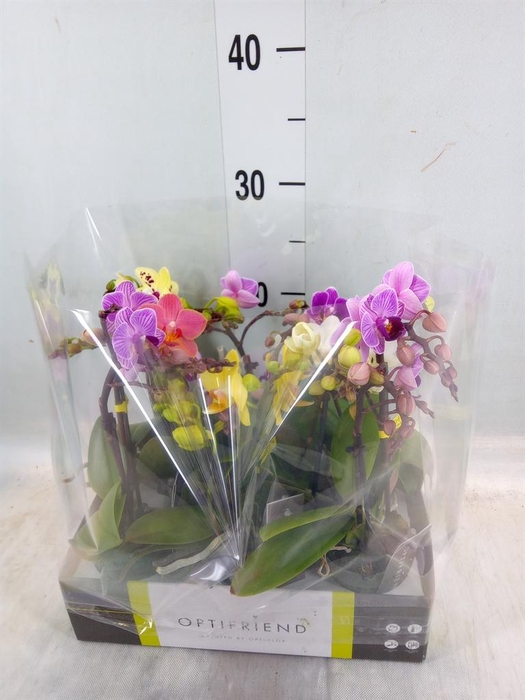 <h4>Phalaenopsis multi.   ...mix  5</h4>