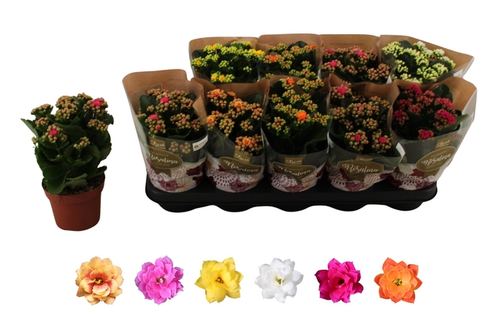 <h4>KAL GE RO GEM 6 KL</h4>