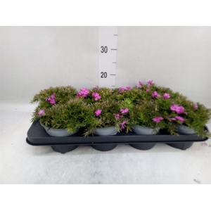 Phlox sub. 'MacDaniels Cushion'