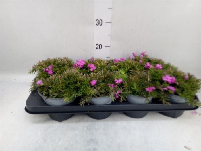 <h4>Phlox sub. 'MacDaniels Cushion'</h4>