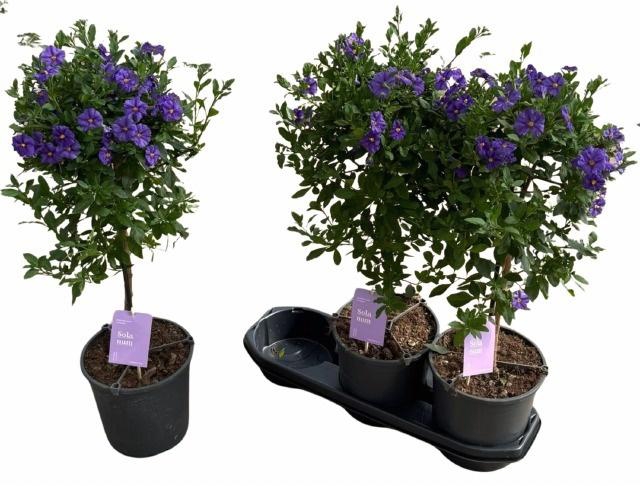 <h4>LYCI RAN BLUE FOUNT</h4>