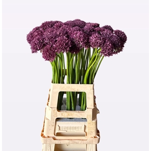 ALLIUM FIRMAMENT
