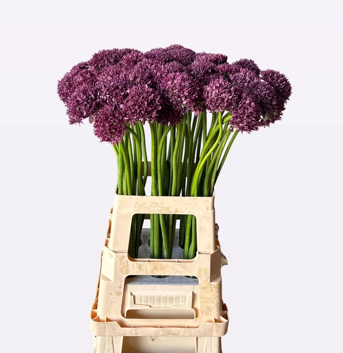 <h4>ALLIUM FIRMAMENT</h4>