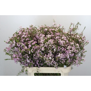 Chamelaucium Dancing Queen