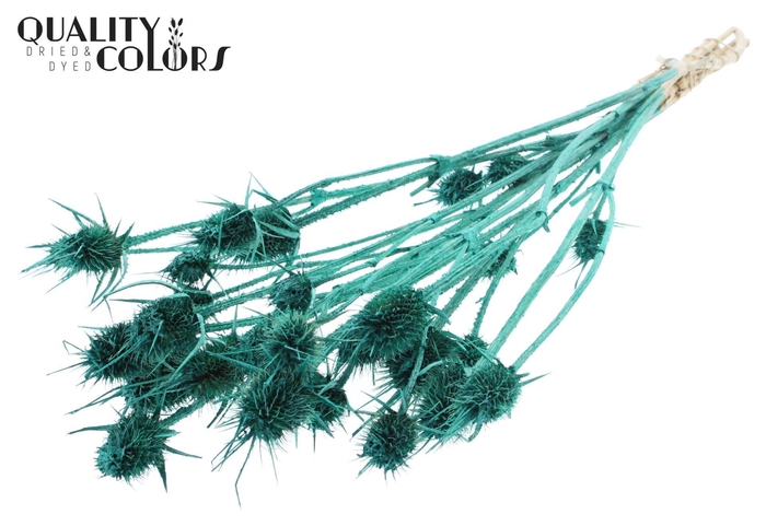 <h4>Droogbloemen   ...bewerkt H%</h4>
