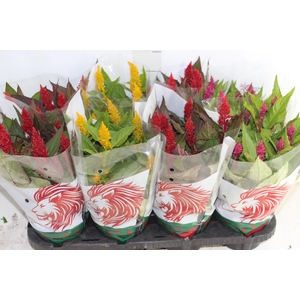 CELOSIA P14 VARIADO