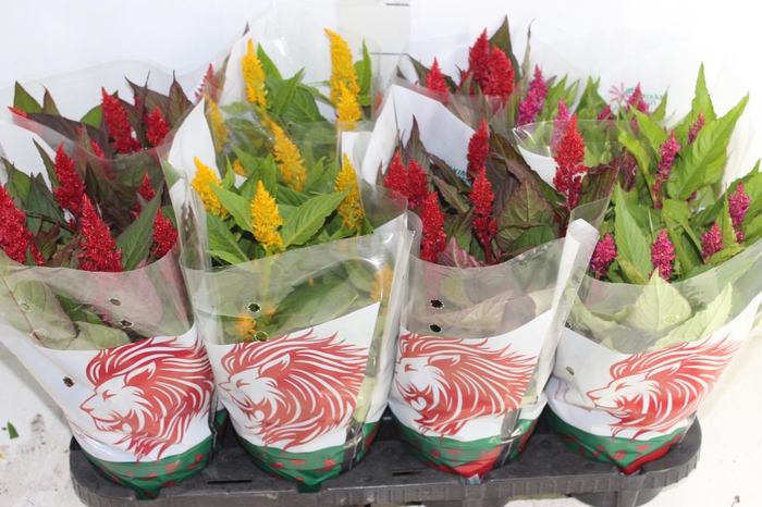 <h4>CELOSIA P14 VARIADO</h4>