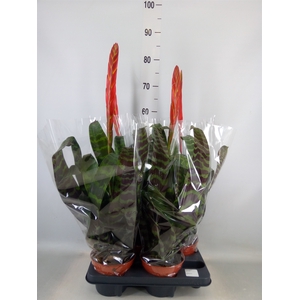 Vriesea  'Era'