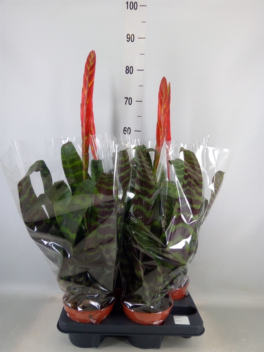 <h4>Vriesea  'Era'</h4>