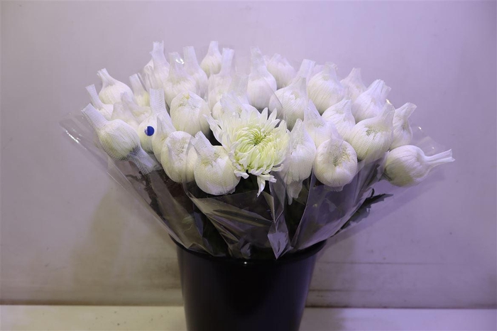 <h4>Chr G Magnum</h4>