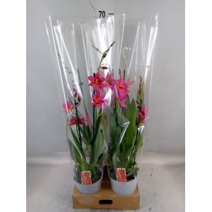 Burrageara  'Nelly Isler'