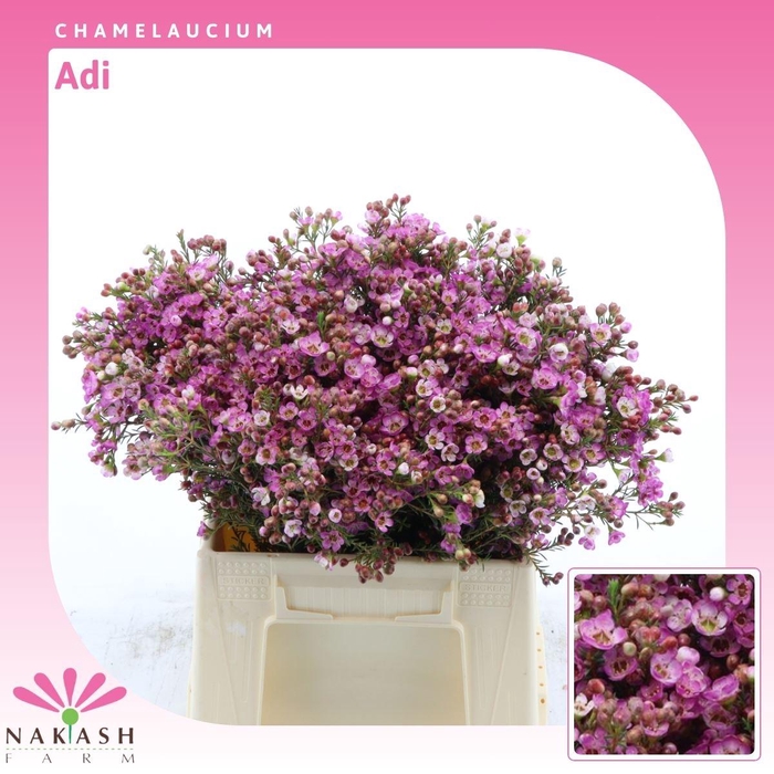 <h4>Chamelaucium Adi</h4>