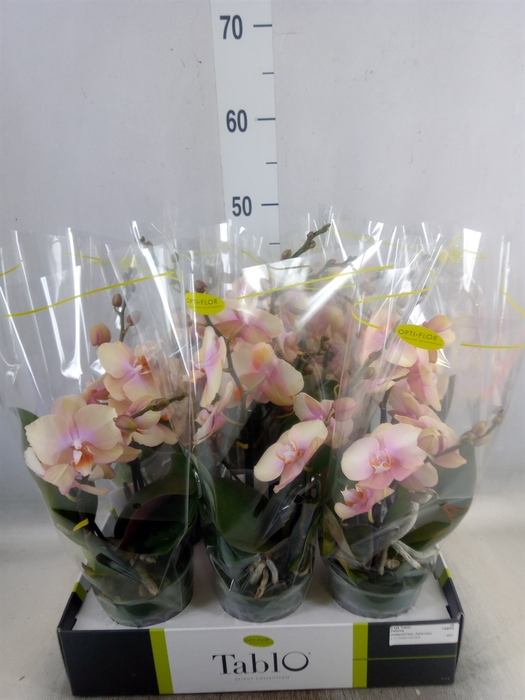 <h4>Phalaenopsis   ...yellow</h4>
