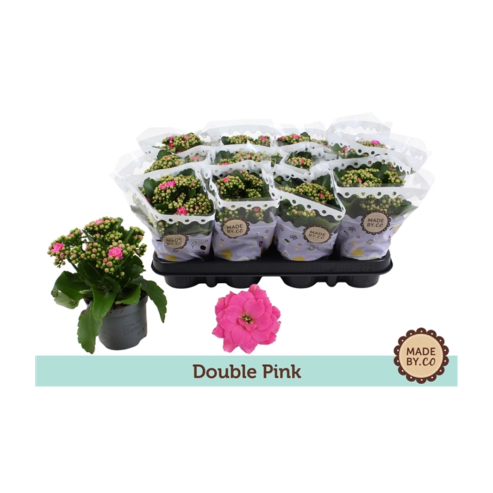 <h4>Kalanchoë Double Pink</h4>