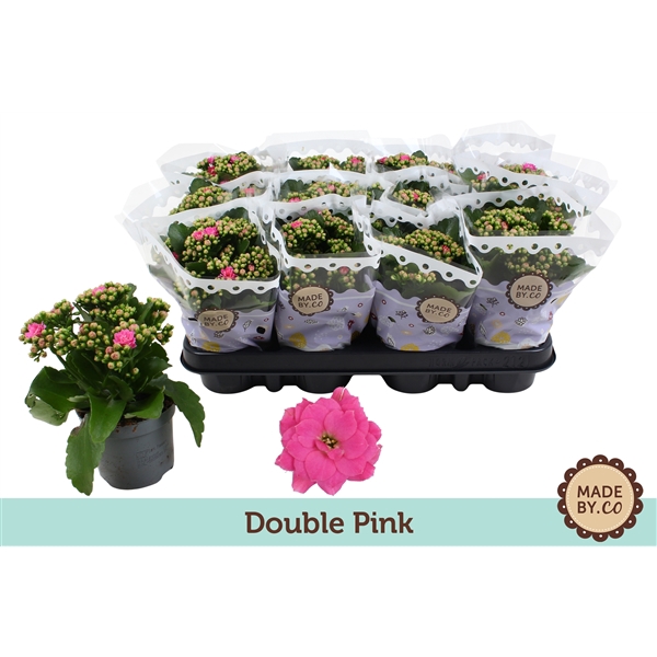 Kalanchoë Double Pink